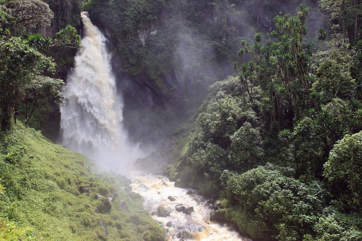  Khu vực có sự đa dạng sinh học rất cao. Nhiều loài thú, chim và cây gỗ hiếm xuất hiện trong rừng sâu của Kahuzi-Biéga. Ảnh: labaafrica.com.