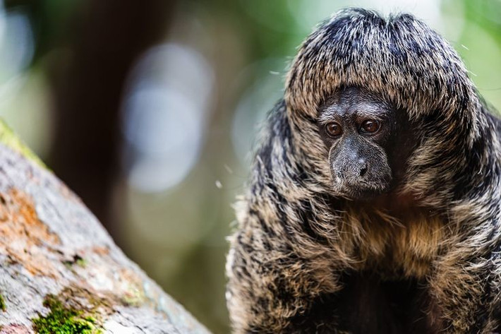  Biệt danh “khỉ thầy tu” xuất phát từ ngoại hình đặc biệt. Khỉ thầy tu có lông đầu xù, tối màu, bao quanh khuôn mặt trông giống chiếc mũ trùm của các tu sĩ thời trung cổ. Chính đặc điểm này khiến loài khỉ này được đặt tên thông dụng là khỉ thầy tu. Ảnh: Pinterest.