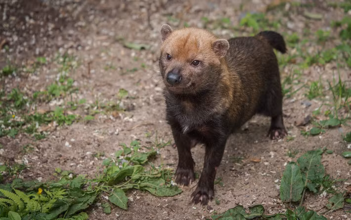  Chế độ ăn linh hoạt. Thức ăn của chúng bao gồm loài gặm nhấm lớn như agouti, capybara non, chim, thằn lằn và cả cá. Nhờ chiến thuật bao vây, cả bầy có thể dồn con mồi vào góc hẹp trước khi tấn công. Ảnh: Pinterest.