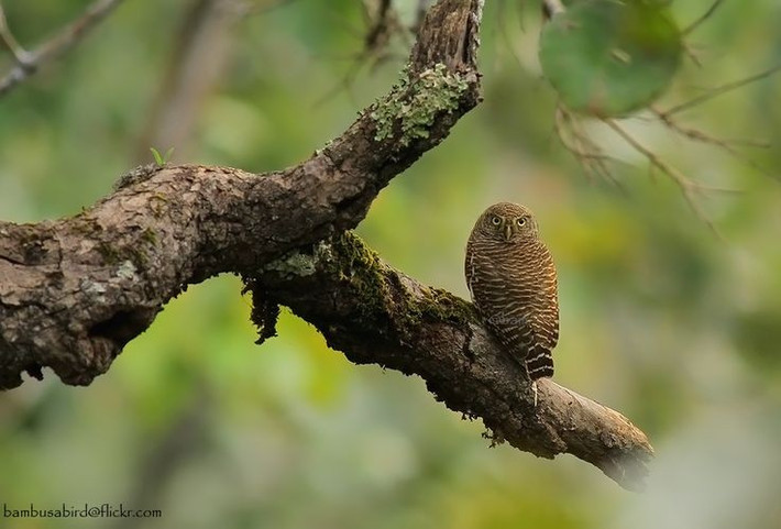  Phát ra tiếng kêu như còi báo hiệu. Âm thanh lặp lại đều đặn nghe như tiếng còi ngắn vang trong rừng. Ảnh: Pinterest.