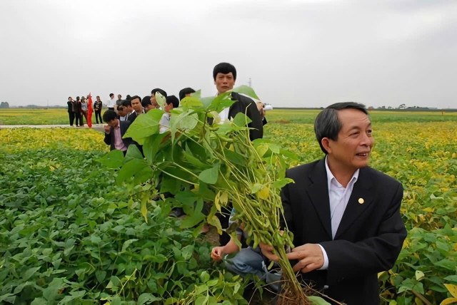 GS.TSKH Trần Đình Long thăm mô hình đậu tương đông tại Hà Nội. Ảnh: NVCC. gs-long-4.jpg