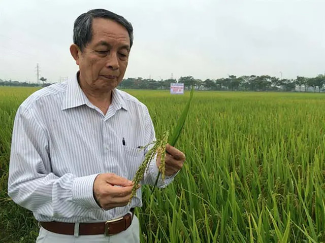 GS.TSKH.Viện sĩ Trần Đình Long bên giống lúa HDT-10 Sóc Sơn. Ảnh: NVCC. gs-long-5.png