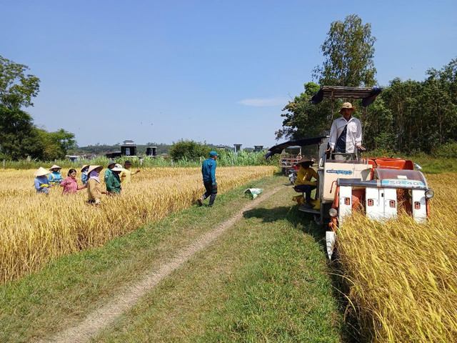 Ứng dụng công nghệ 4.0, HTX Đức Hòa (xã Mộ Đức, Quảng Ngãi) đã mang lại lợi ích thiết thực cho nông dân. Ảnh: NVCC. chuyen-doi-so.jpg