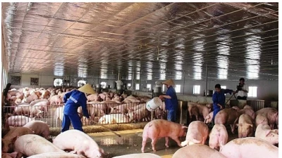 Giá heo hơi hạ nhiệt, lợi nhuận Dabaco đi lùi