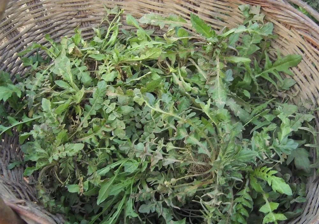 Rau tề thái có gì đặc biệt mà được ca ngợi là 'cỏ tiên' dưỡng nhan? - Hình 2 Rau te thai co gi dac biet ma duoc ca ngoi la 'co tien' duong nhan?-Hinh-2