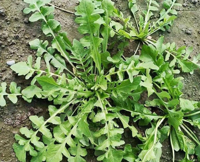 Rau tề thái có gì đặc biệt mà được ca ngợi là 'cỏ tiên' dưỡng nhan? Rau te thai co gi dac biet ma duoc ca ngoi la 'co tien' duong nhan?