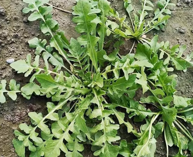 Rau te thai co gi dac biet ma duoc ca ngoi la 'co tien' duong nhan?