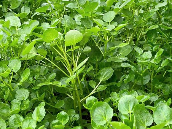 3 loai rau tang de khang, chong ung thu xuat hien nhieu vao mua thu dong-Hinh-2