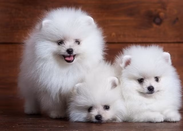 Loai cho quy toc thong minh nhat the gioi co con toi 300 trieu dong