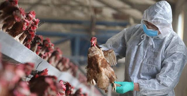 Viện Pasteur TP HCM triển khai gấp biện pháp phòng cúm H5N1 Vien Pasteur TP HCM trien khai gap bien phap phong cum H5N1