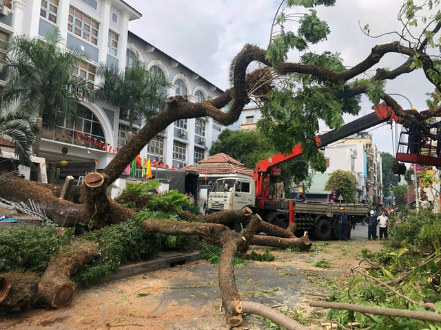 Vụ cây xanh bật gốc: Báo động đỏ liên viện cứu một thai phụ - Hình 2 Vu cay xanh bat goc: Bao dong do lien vien cuu mot thai phu-Hinh-2