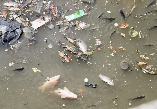 TPHCM: Cá lại chết trắng kênh Nhiêu Lộc - Thị Nghè sau mưa lớn TPHCM: Ca lai chet trang kenh Nhieu Loc - Thi Nghe sau mua lon