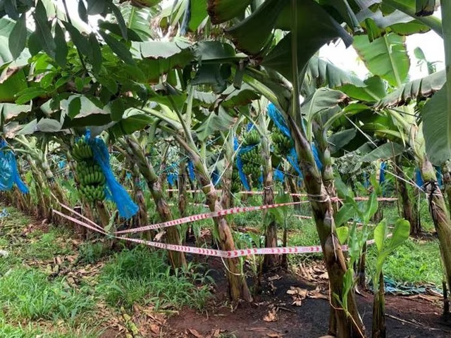 Phát hiện bé sơ sinh đang phân hủy trong túi vải đen tại Bà Rịa – Vũng Tàu Phat hien be so sinh dang phan huy trong tui vai den tai Ba Ria – Vung Tau