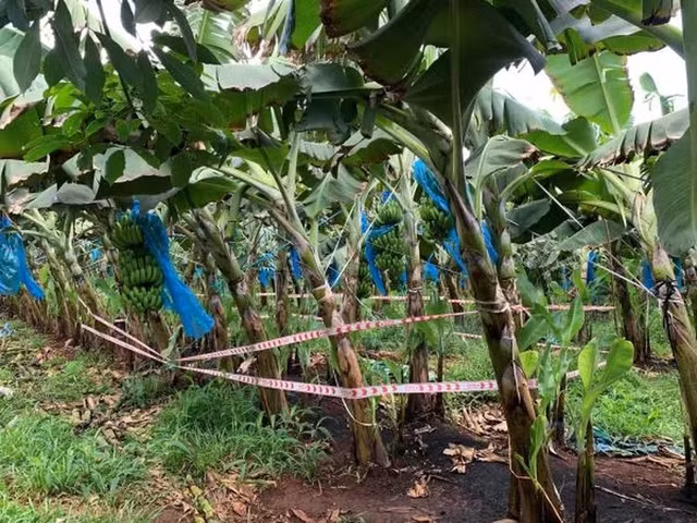 Phat hien be so sinh dang phan huy trong tui vai den tai Ba Ria – Vung Tau