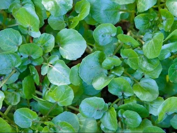 Loai rau giup giup khang lai tac nhan gay ung thu gia re beo