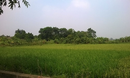 Cánh đồng Dành, thôn Châu Phong (xã Liên Hà, Đông Anh, Hà Nội). Cánh đồng Dành, thôn Châu Phong (xã Liên Hà, Đông Anh, Hà Nội).