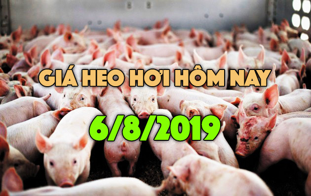 Giá heo hơi ngày 6/8: Giá heo miền Bắc tiếp đà tăng, miền Nam ở mức thấp Gia heo hoi ngay 6/8: Gia heo mien Bac tiep da tang, mien Nam o muc thap