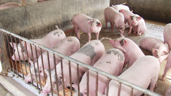 Giá heo hơi hôm nay 27/5/2019: Giá heo giảm ở 3 miền, có nơi còn 26.000 đồng/kg Gia heo hoi hom nay 27/5/2019: Gia heo giam o 3 mien, co noi con 26.000 dong/kg