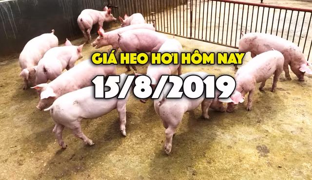 Gia heo hoi hom nay 15/8: Gia heo hoi mien Bac dang o muc cao