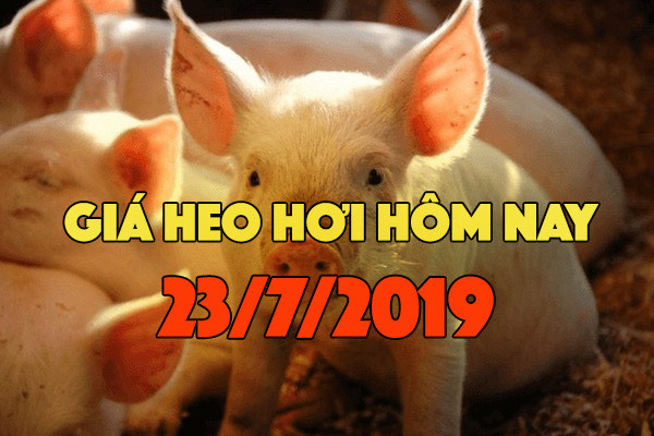 Giá heo hơi hôm nay 23/7: Giá heo miền Bắc quay đầu giảm, có nơi giảm 3000 đồng/kg Gia heo hoi hom nay 23/7: Gia heo mien Bac quay dau giam, co noi giam 3000 dong/kg