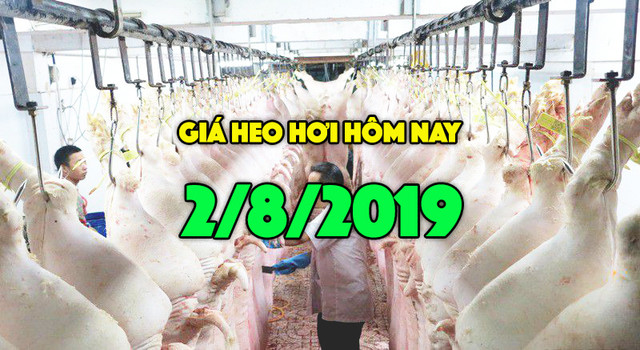 Gia heo hoi hom nay 2/8: Gia heo hoi mien Bac tang 2000 dong/kg