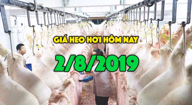 Gia heo hoi hom nay 2/8: Gia heo hoi mien Bac tang 2000 dong/kg