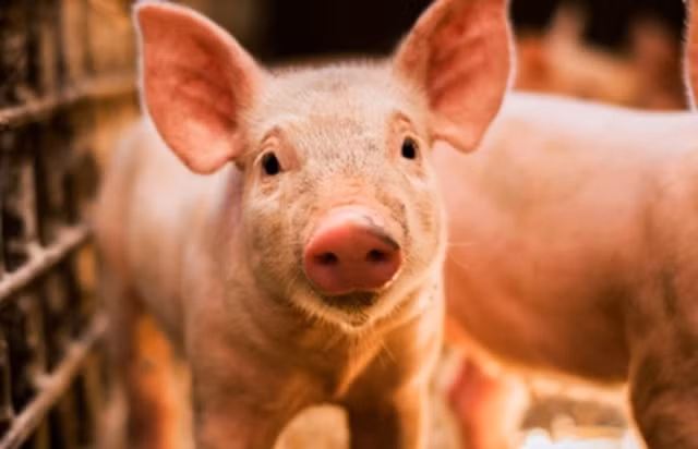 Gia heo hoi hom nay (4/3/2019): Gia giam manh do lo ngai dich ta chau Phi, mien Bac thap nhat ca nuoc-Hinh-2