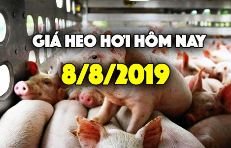 Giá heo hơi hôm nay 8/8: Giá heo miền Nam tăng, thoát ngưỡng dưới 30.000 đồng/kg Gia heo hoi hom nay 8/8: Gia heo mien Nam tang, thoat nguong duoi 30.000 dong/kg