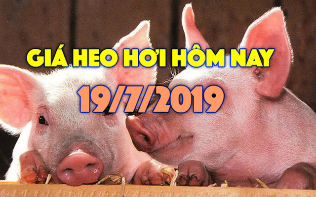 Giá heo hơi hôm nay 19/7: Giá heo miền Nam biến động trái chiều, Đồng Nai bất ngờ tăng Gia heo hoi hom nay 19/7: Gia heo mien Nam bien dong trai chieu, Dong Nai bat ngo tang