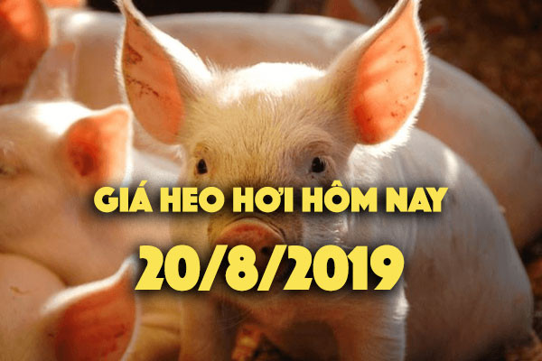 Gia heo hoi hom nay 20/8: Gia heo hoi o Tay Ninh tang manh 4000 dong