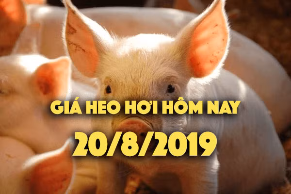 Gia heo hoi hom nay 20/8: Gia heo hoi o Tay Ninh tang manh 4000 dong
