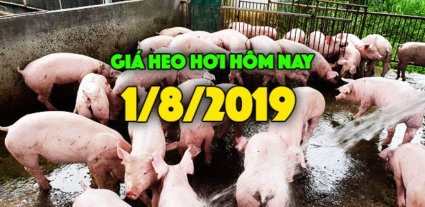 Giá heo hơi hôm nay 1/8: Giá heo miền Nam tăng nhẹ 2000 đồng/kg Gia heo hoi hom nay 1/8: Gia heo mien Nam tang nhe 2000 dong/kg