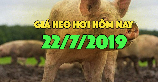 Giá heo hơi ngày 22/7: Giá heo hơi miền Bắc đang ở mức cao Gia heo hoi ngay 22/7: Gia heo hoi mien Bac dang o muc cao