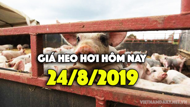 Giá heo hơi hôm nay 24/8: Miền Bắc cao nhất nước, miền Nam tiếp tục tăng Gia heo hoi hom nay 24/8: Mien Bac cao nhat nuoc, mien Nam tiep tuc tang