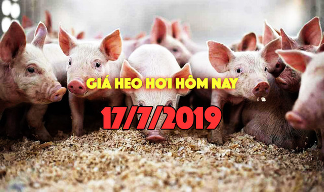 Giá heo hơi hôm nay 17/7: Giá heo miền Trung tăng mạnh, có nơi tăng 4000 đồng/kg Gia heo hoi hom nay 17/7: Gia heo mien Trung tang manh, co noi tang 4000 dong/kg