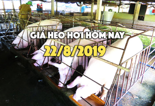 Gia heo hoi hom nay 22/8: Gia heo hoi tai mien Bac tang tro lai, co noi 52.000 dong/kg
