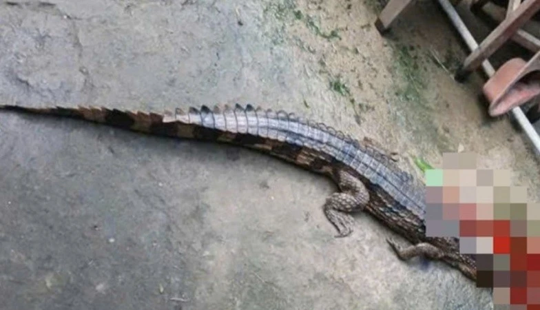 Tây Ninh: Nuôi cá sấu trái phép, một người dân bị phạt 315 triệu đồng