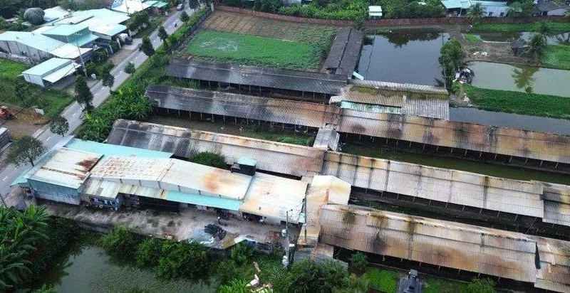 Tây Ninh: Sẽ chấm dứt hoạt động trại gà gây ô nhiễm trước tháng 5/2026