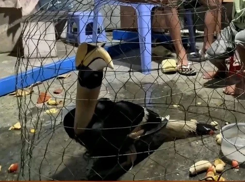 Phát hiện thêm chim lớn nghi hồng hoàng tại xã Xuân Thới Sơn