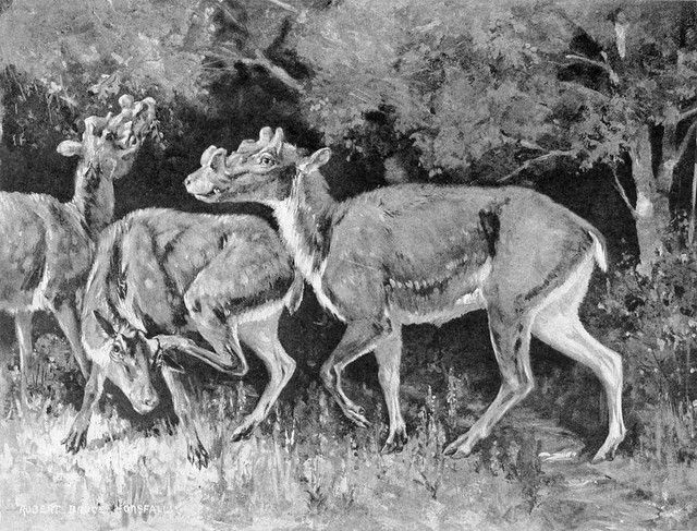 Không có họ hàng gần với hươu hay bò. Dù có sừng, Protoceras thuộc nhóm Artiodactyla riêng biệt, không cùng họ với hươu hoặc trâu bò. Ảnh: picryl.com.