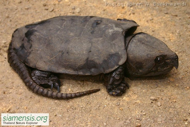 1. Sở hữu chiếc đầu to quá khổ so với cơ thể. Chiếc đầu của loài rùa này lớn đến mức không thể rụt vào mai như nhiều loài rùa khác. Ảnh: Pinterest.