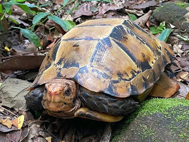 1. Rùa núi viền là loài bản địa của các vùng rừng ẩm nhiệt đới Đông Nam Á. Phân bố chủ yếu ở Việt Nam, Lào, Myanmar, Thái Lan, Malaysia và miền Nam Trung Quốc, loài rùa này thường sinh sống ở độ cao từ 500 đến 1.500 mét trong các khu rừng mưa núi rậm rạp. Ảnh: wikimedia.