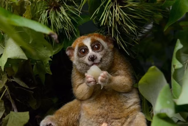 Là linh trưởng duy nhất có nọc độc. Một số loài trong họ Lorisidae, đặc biệt là chi Nycticebus, sở hữu tuyến độc ở khuỷu tay. Khi bị đe dọa, chúng liếm tuyến này để trộn độc với nước bọt rồi cắn kẻ thù. Nọc độc có thể gây phản ứng dị ứng nghiêm trọng ở người và là cơ chế phòng vệ hiếm thấy trong bộ Linh trưởng. Ảnh: Pinterest.