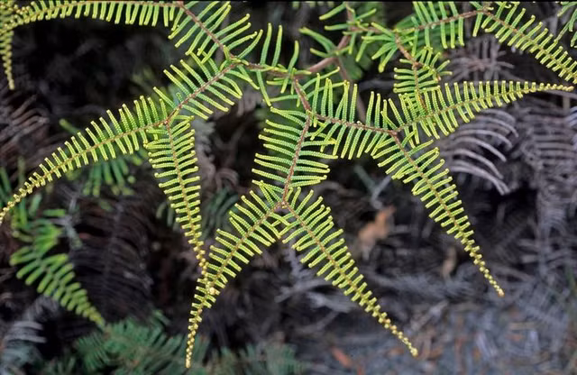 Nhóm thực vật có lịch sử hàng trăm triệu năm. Dương xỉ xuất hiện từ kỷ Devon, cách đây hơn 360 triệu năm, trước cả thời đại của khủng long. Tổ tiên của chúng từng phát triển thành những “rừng dương xỉ khổng lồ” trong kỷ Than đá, góp phần hình thành nên nhiều mỏ than ngày nay. Sự tồn tại bền bỉ qua các cuộc đại tuyệt chủng cho thấy khả năng thích nghi đáng kinh ngạc của ngành Polypodiopsida. Ảnh: Pinterest.