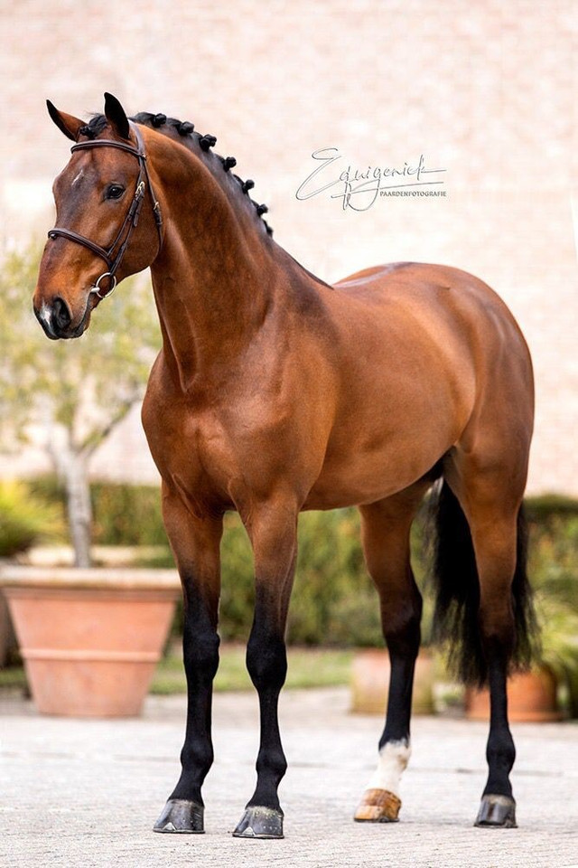 Cấu trúc ở chi trước. Ở chi trước, hệ thống dây chằng và gân sâu liên kết chặt chẽ giữa vai, khuỷu, cổ tay và khớp ngón, giúp chân trước giữ tư thế thẳng đứng ổn định trong thời gian dài mà tiêu tốn rất ít năng lượng. Ảnh: Pinterest.