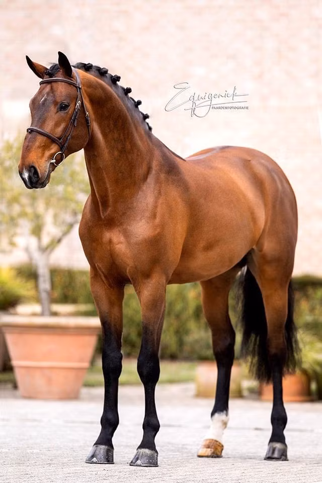 Cấu trúc ở chi trước. Ở chi trước, hệ thống dây chằng và gân sâu liên kết chặt chẽ giữa vai, khuỷu, cổ tay và khớp ngón, giúp chân trước giữ tư thế thẳng đứng ổn định trong thời gian dài mà tiêu tốn rất ít năng lượng. Ảnh: Pinterest.