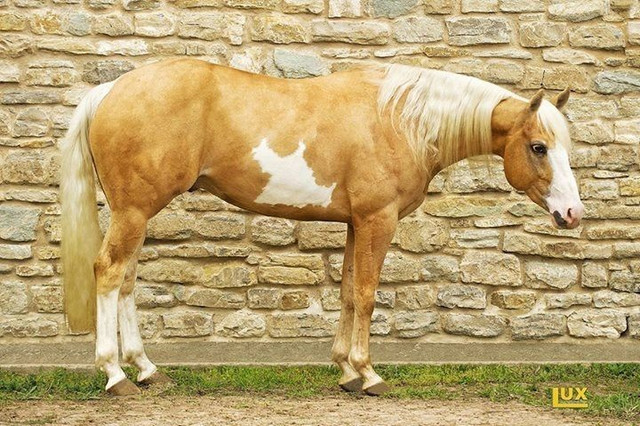 Giới hạn của việc ngủ đứng. Mặc dù có thể ngủ khi đứng, ngựa vẫn cần nằm xuống để bước vào giấc ngủ sâu (REM), giai đoạn quan trọng cho sự phục hồi thần kinh và thể chất. Ảnh: Pinterest.