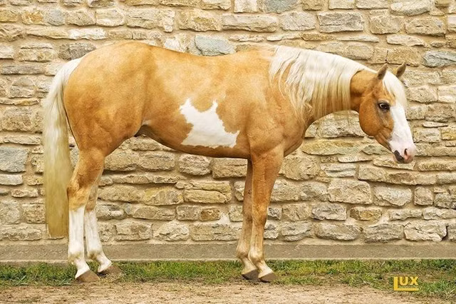 Giới hạn của việc ngủ đứng. Mặc dù có thể ngủ khi đứng, ngựa vẫn cần nằm xuống để bước vào giấc ngủ sâu (REM), giai đoạn quan trọng cho sự phục hồi thần kinh và thể chất. Ảnh: Pinterest.