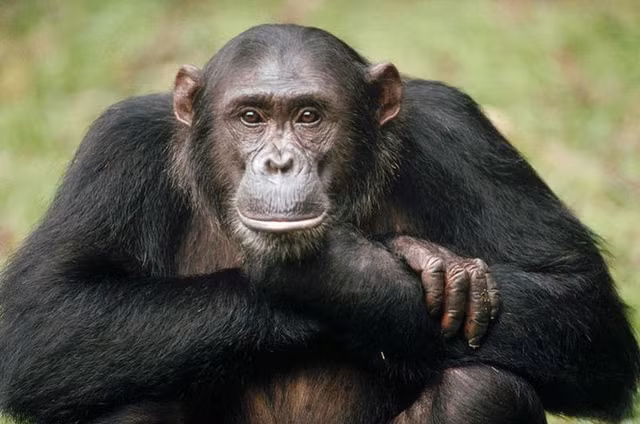 Chúng có khả năng ghi nhớ vượt trội. Nghiên cứu cho thấy tinh tinh có thể nhớ vị trí và thứ tự các con số tốt hơn cả người lớn trong một số bài kiểm tra trí nhớ. Ảnh: Pinterest.