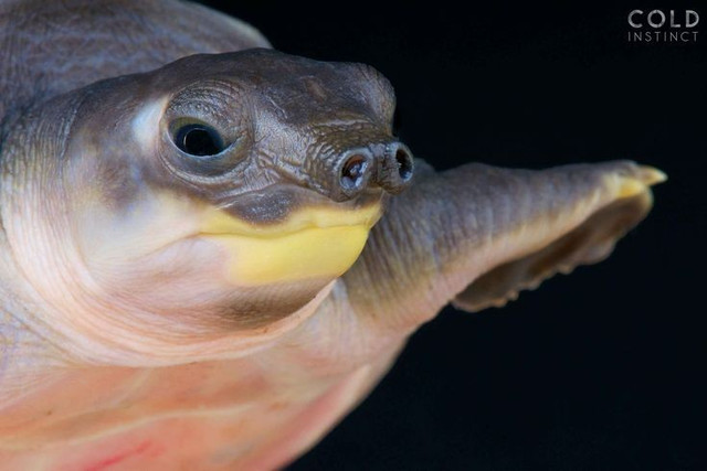 Là loài rùa nước ngọt có hình dáng độc đáo nhất. Rùa sông mũi lợn nổi bật với chiếc mũi mềm giống mũi lợn và hai chi trước dạng mái chèo, trông như sự pha trộn giữa rùa mai mềm và rùa biển. Ảnh: Pinterest.